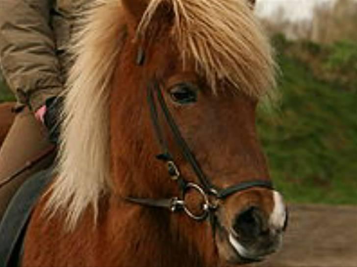 Islænder Fifla Fra Ø.Hornum (død) - Rigtig lækker hoppe var? billede 15