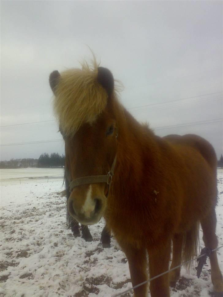 Islænder Fifla Fra Ø.Hornum (død) - Vinter..... billede 16
