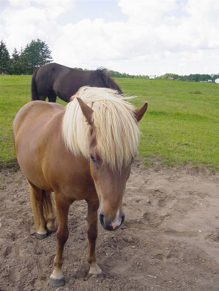 Islænder Fifla Fra Ø.Hornum (død) billede 17