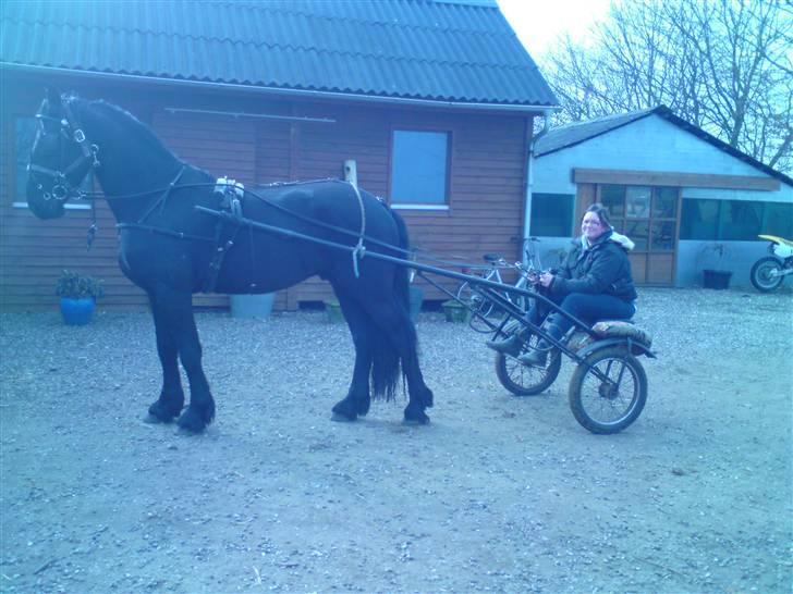 Frieser Tabasko Terplinggaard - første gang jeg selv køre med ham billede 4