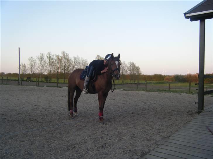 New Forest Nielands Mariebelle - vi er bare venner for livet <333 billede 1