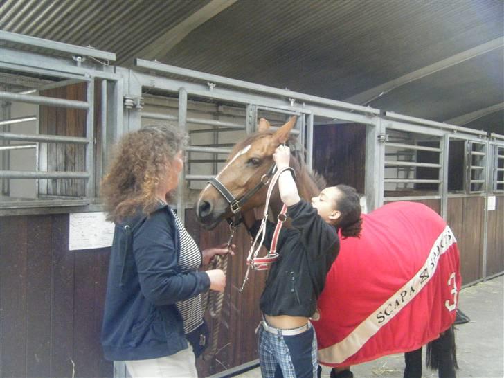 New Forest Nielands Mariebelle - da vi hentet hende <333 billede 2