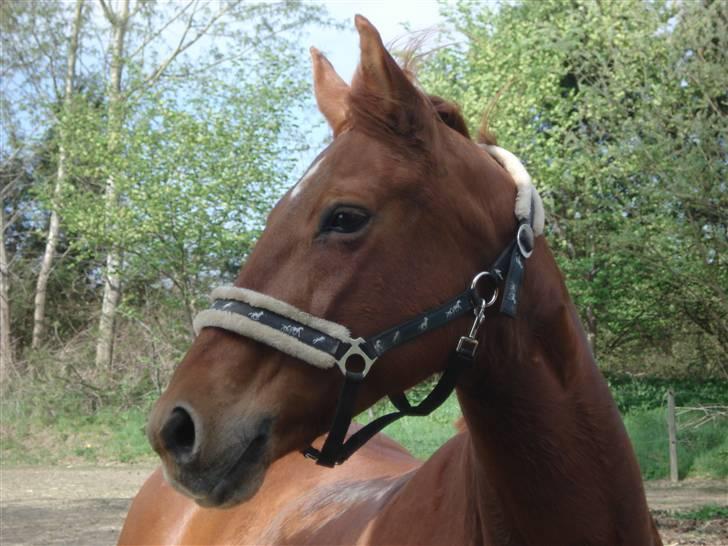 Anden særlig race Tara - Tara. billede 1