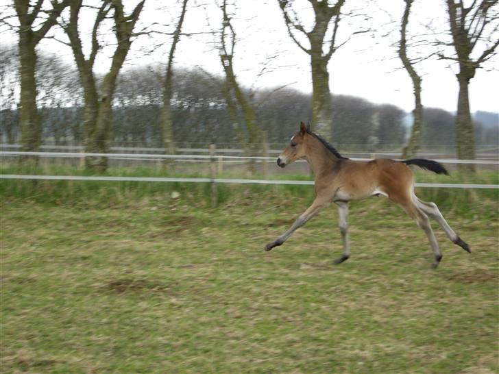 Dansk Varmblod Falcon billede 11