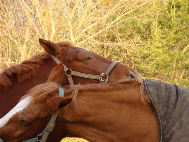 Anden særlig race Tara - Vinter billede af Tara og Max (kæresten) <3 billede 4