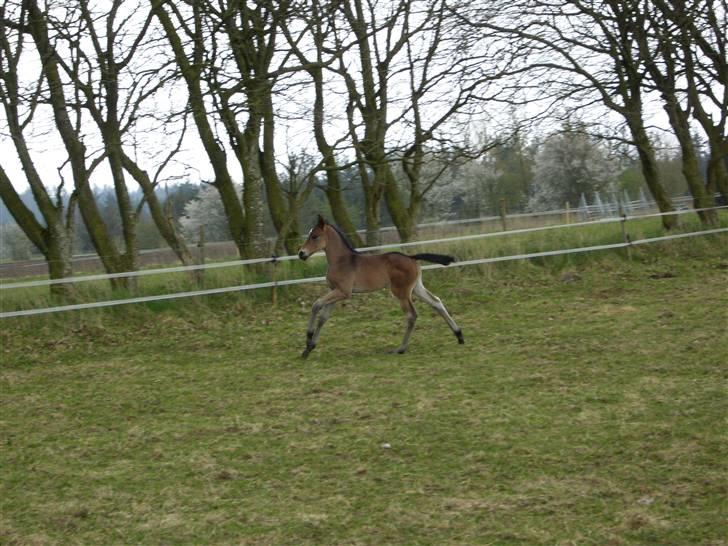 Dansk Varmblod Falcon billede 12