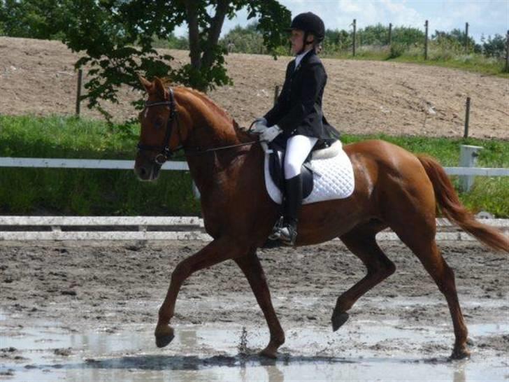 Anden særlig race Tara - Til vores første stævne, på vej op ad midten. Tara var meget frisk og meget glad.. : / <3 billede 5