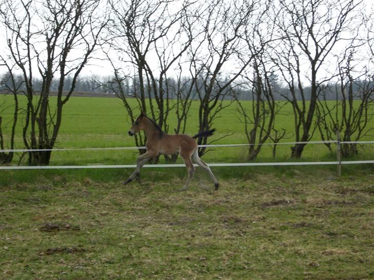 Dansk Varmblod Falcon billede 13