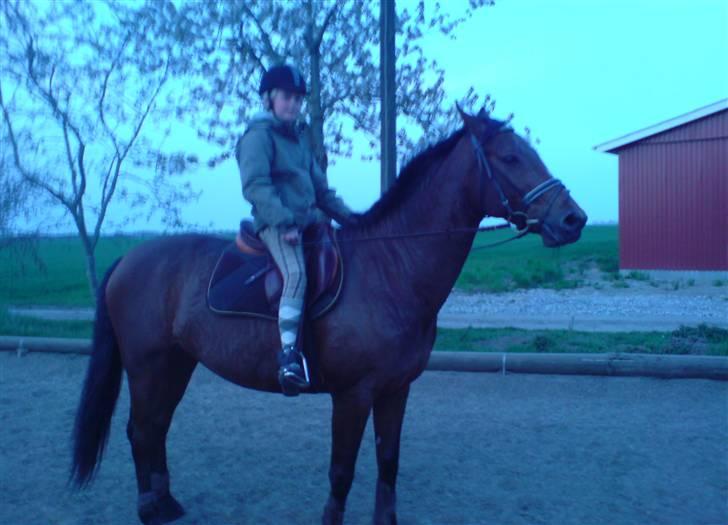 Dansk Varmblod Salantha Hill - Første gang jeg sad på Salantha i 1 år-tror jeg :D billede 13