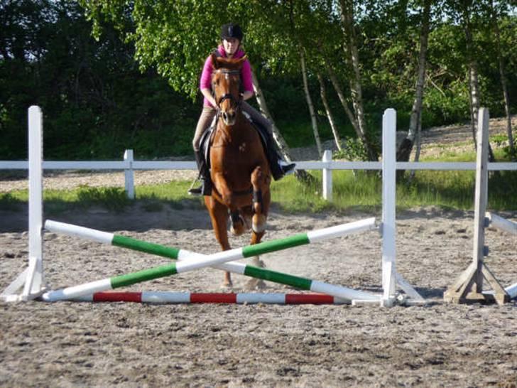 Anden særlig race Tara - Springundervisning :D billede 6