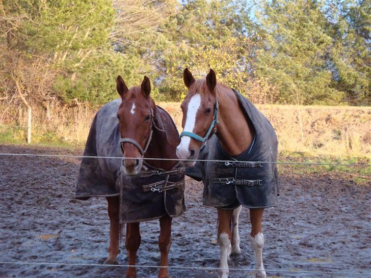 Anden særlig race Tara - Kæresteparret der aldrig forlader hinanden <3 billede 7