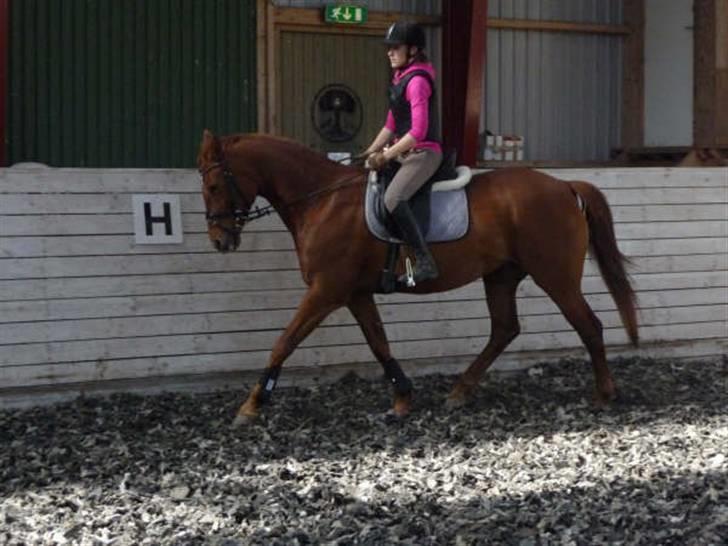 Anden særlig race Tara - Inden springundervisning ;D Med sin nye saddel, trendse, underlag og gamacher <3 billede 8