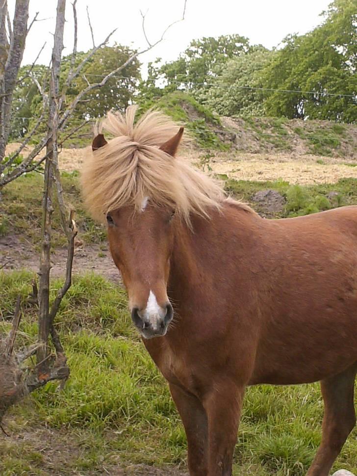 Islænder Sómi Fra Aaskoven (solgt) - Somi på græsfold billede 1