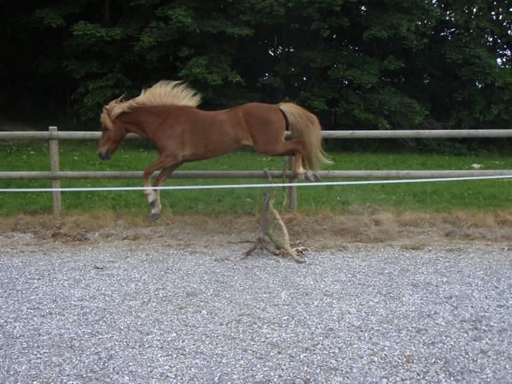 Islænder Sómi Fra Aaskoven (solgt) - Fri spring, det er skønt billede 2