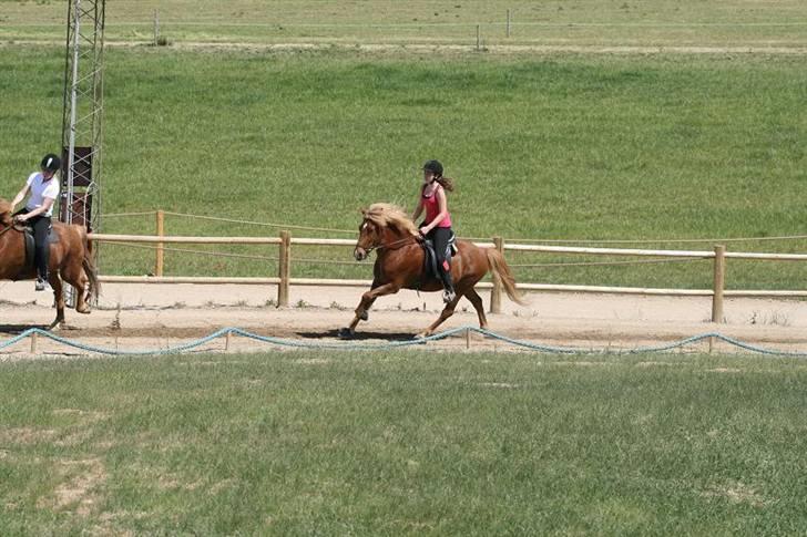 Islænder Sómi Fra Aaskoven (solgt) - Galop til stævne.... (Rytter: Nadja) billede 3