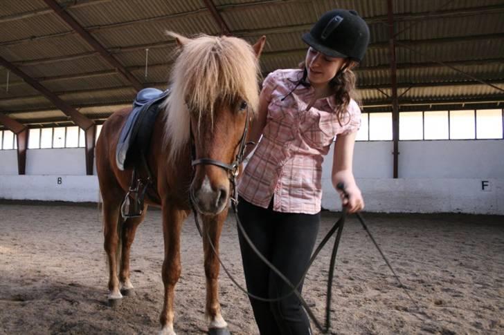 Islænder Sómi Fra Aaskoven (solgt) - Nadja Og Somi billede 4