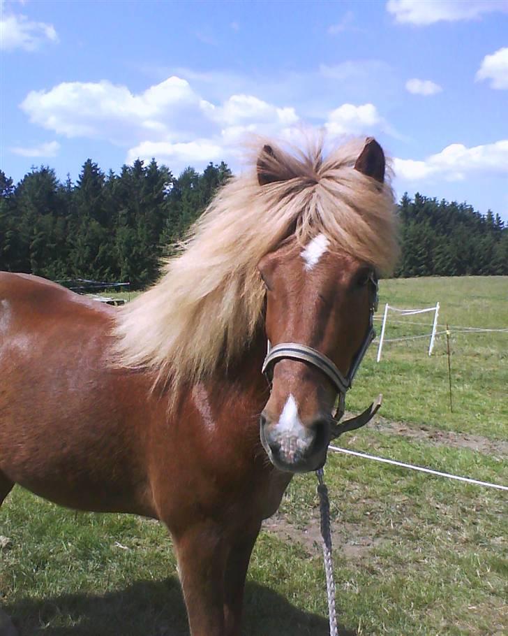 Islænder Sómi Fra Aaskoven (solgt) - Somi til stævne, på fold  billede 5