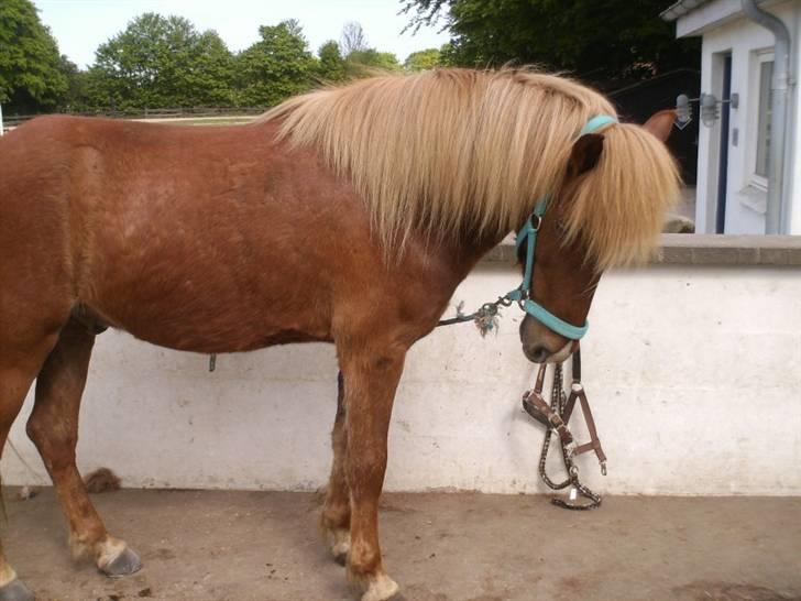 Islænder Sómi Fra Aaskoven (solgt) - Rigtig flot holdningpå broen billede 6