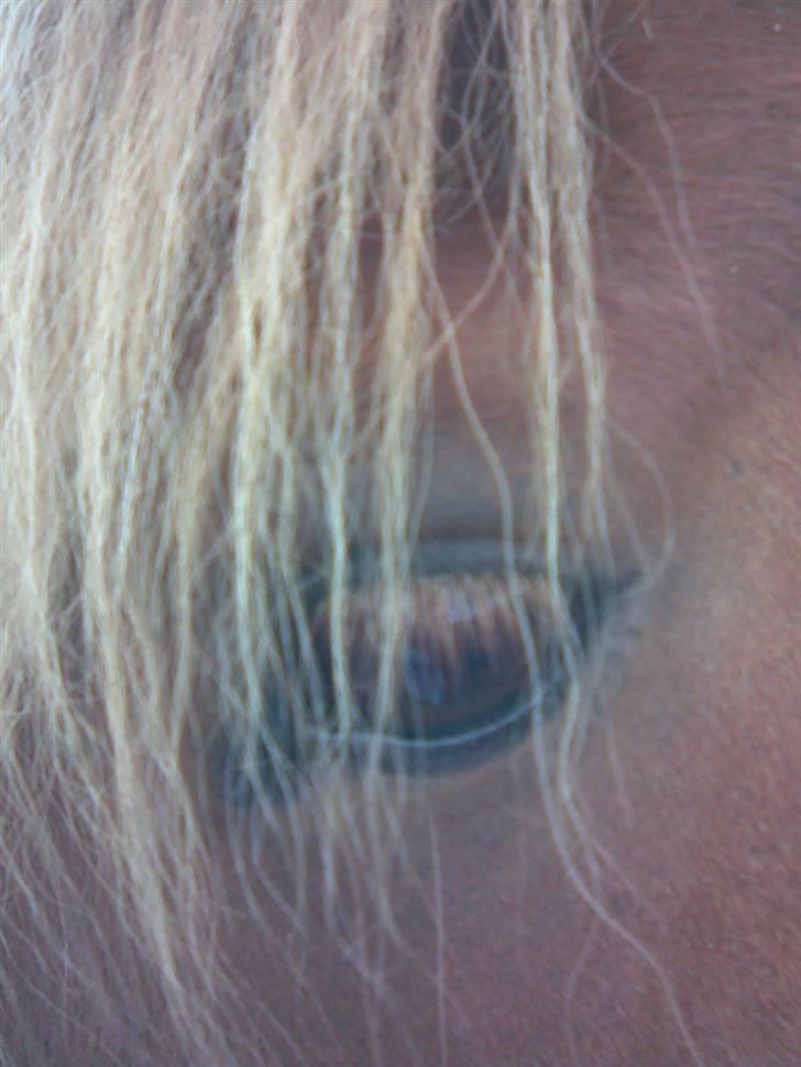 Islænder Sómi Fra Aaskoven (solgt) - Hans øje billede 7