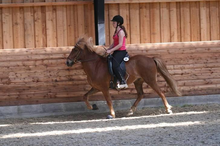 Islænder Sómi Fra Aaskoven (solgt) - Opvarmning stævne (Tölt) billede 8