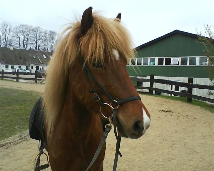 Islænder Sómi Fra Aaskoven (solgt) - Lige efter træning på ovalbanen billede 9