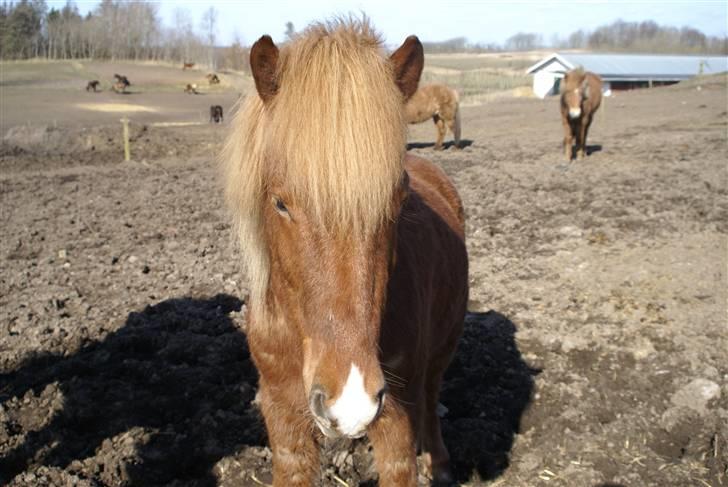 Islænder Sómi Fra Aaskoven (solgt) billede 10