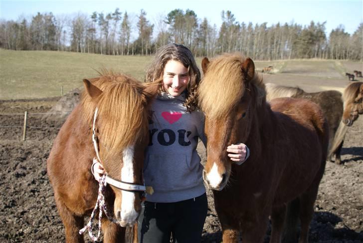 Islænder Sómi Fra Aaskoven (solgt) - SOmi, Jupiter og mig billede 11
