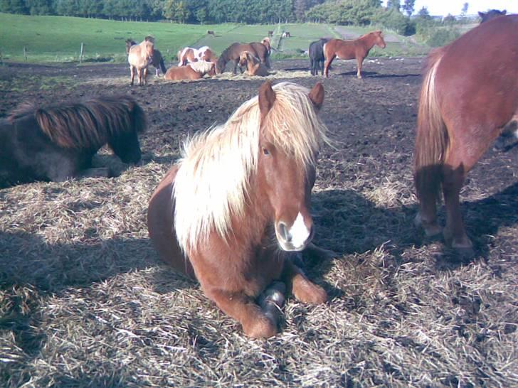 Islænder Sómi Fra Aaskoven (solgt) - Tager lige en slapper.. Fotograf: Claudia  billede 13
