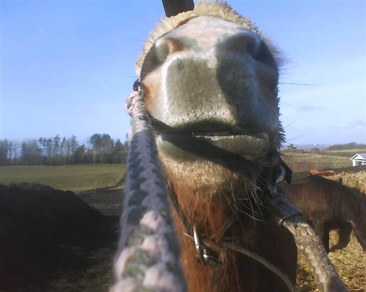 Islænder Sómi Fra Aaskoven (solgt) - Jeg vil have den gulerod... .Somis mule, med træktov billede 14