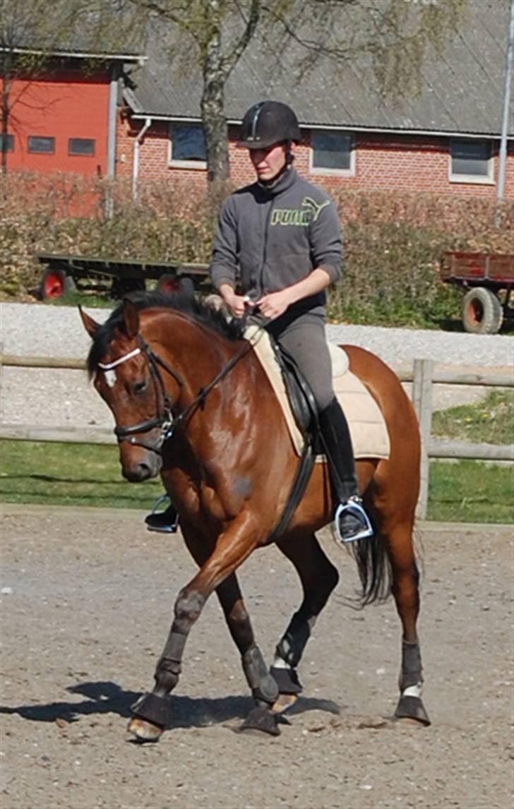 Fuldblod (XX) Fourier (DEN) xx - Fourier & Janek, træning i Malling 23.04.09 billede 18