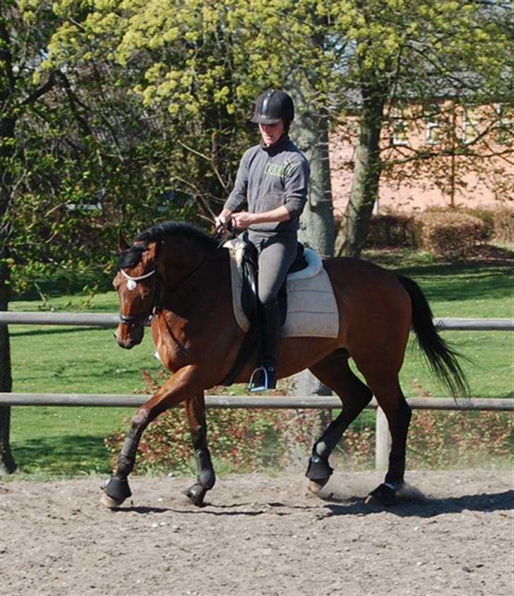 Fuldblod (XX) Fourier (DEN) xx - Fourier & Janek, træning i Malling 23.04.09 billede 19