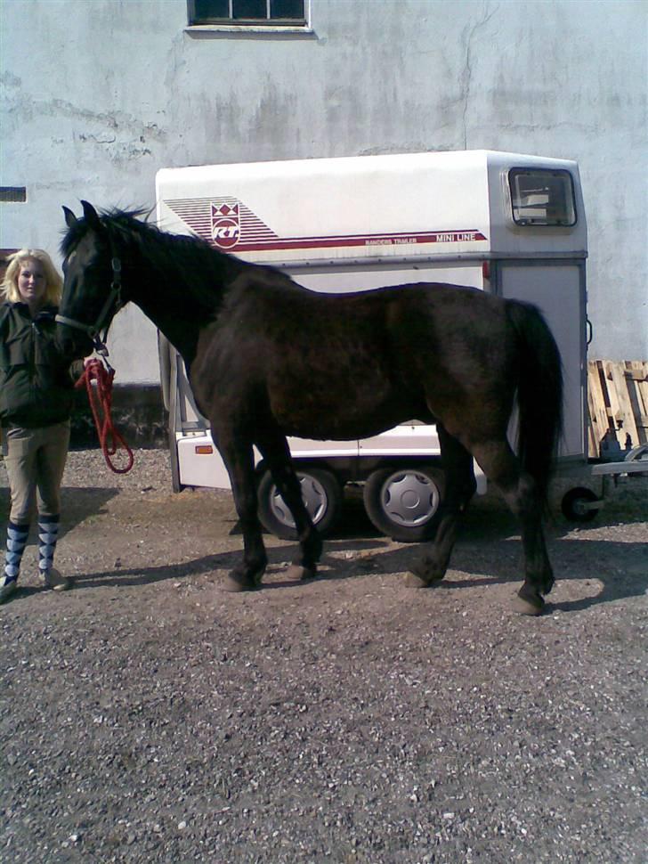 Anden særlig race Piquet billede 3