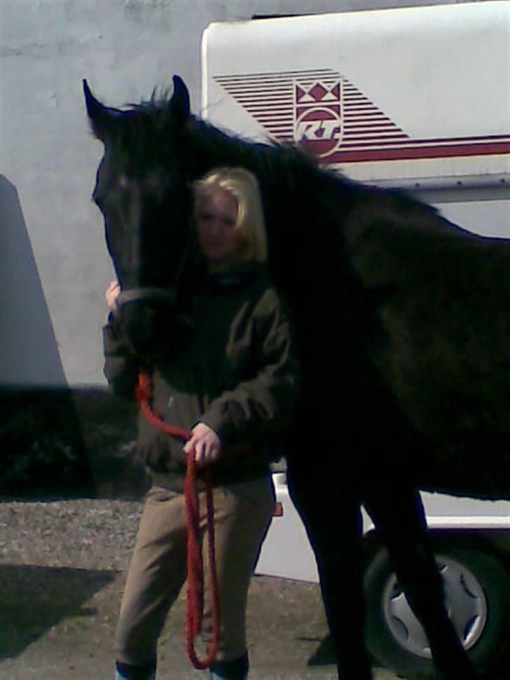 Anden særlig race Piquet billede 4