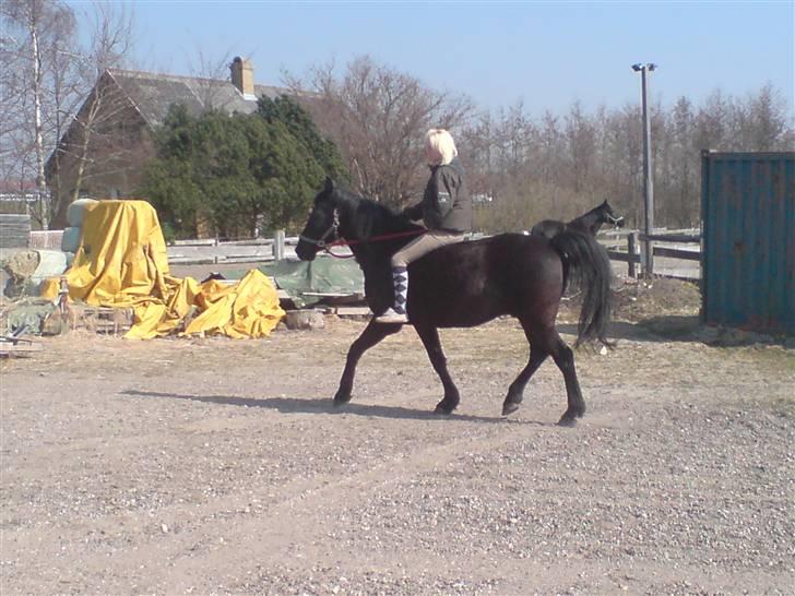 Anden særlig race Piquet billede 12