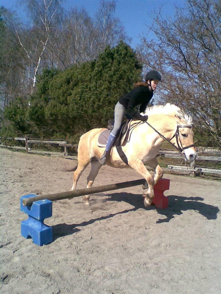 Fjordhest Susan Bøgevang billede 14