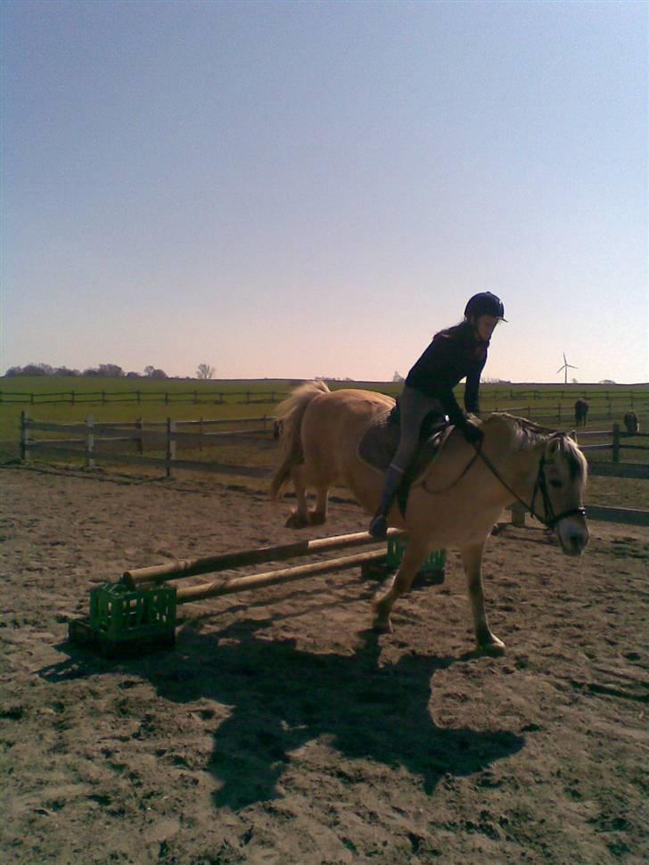 Fjordhest Susan Bøgevang billede 15