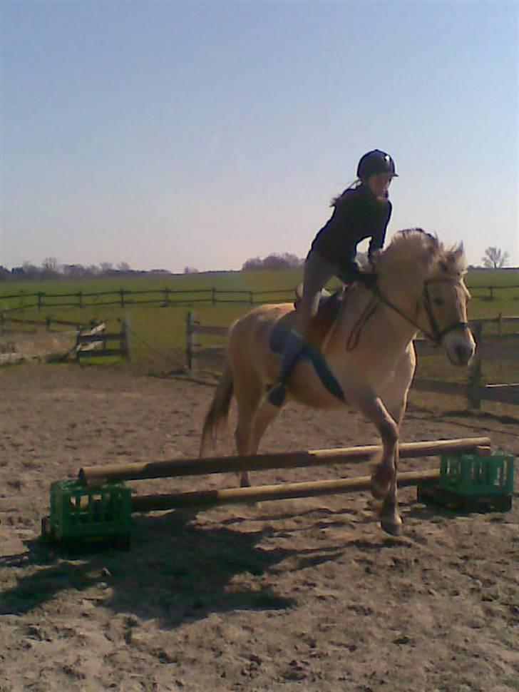 Fjordhest Susan Bøgevang billede 16