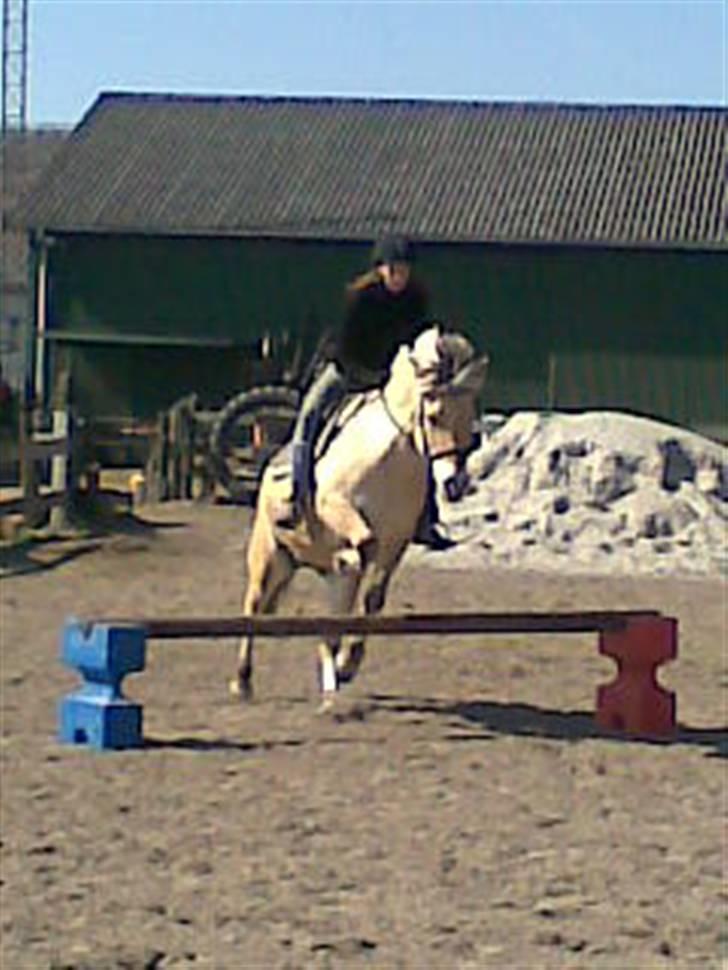 Fjordhest Susan Bøgevang billede 17