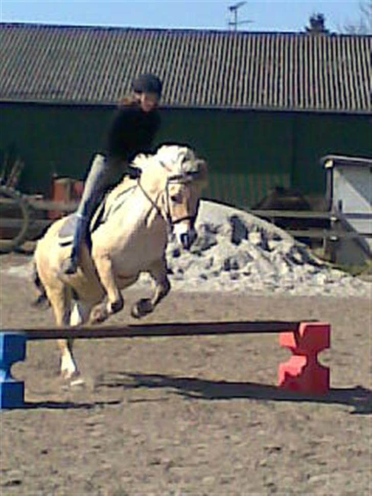 Fjordhest Susan Bøgevang billede 18