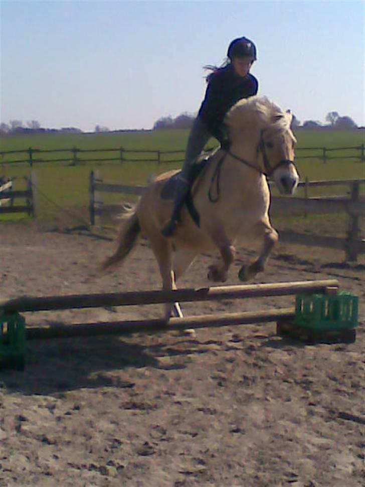Fjordhest Susan Bøgevang billede 19