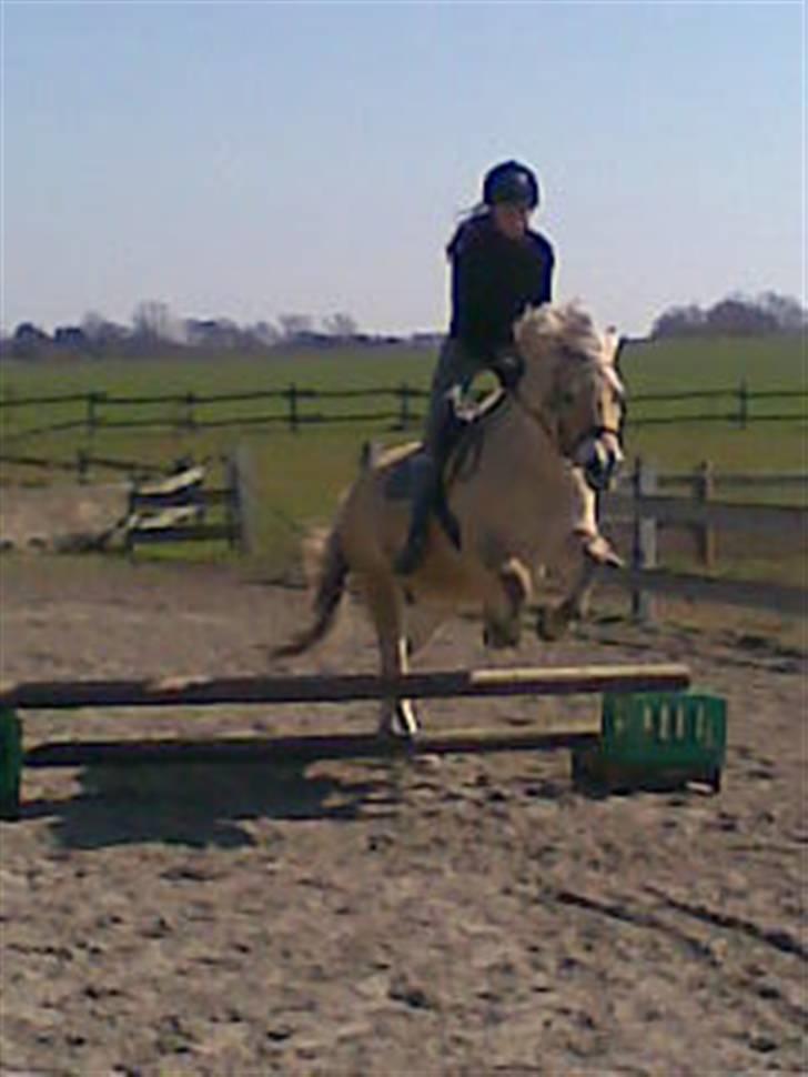 Fjordhest Susan Bøgevang billede 20