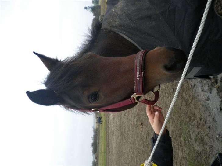 New Forest Romeo’s Eldorado - hehe XD billede 11