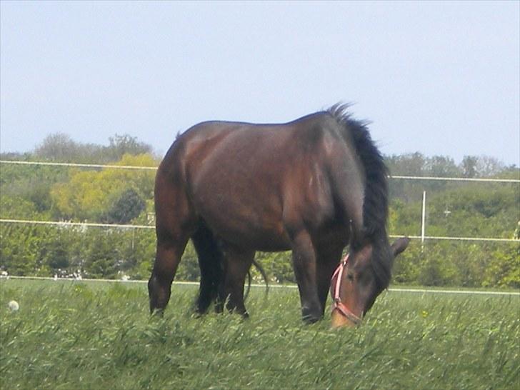 New Forest Romeo’s Eldorado - eldo spiser  billede 13