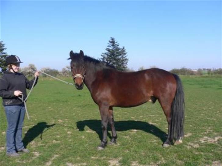 New Forest Romeo’s Eldorado - eldo på fold og michelle henter ham XD billede 15