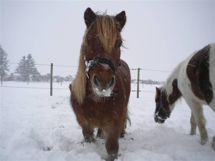 Shetlænder bølle - bølle i den hvide finne sne billede 15