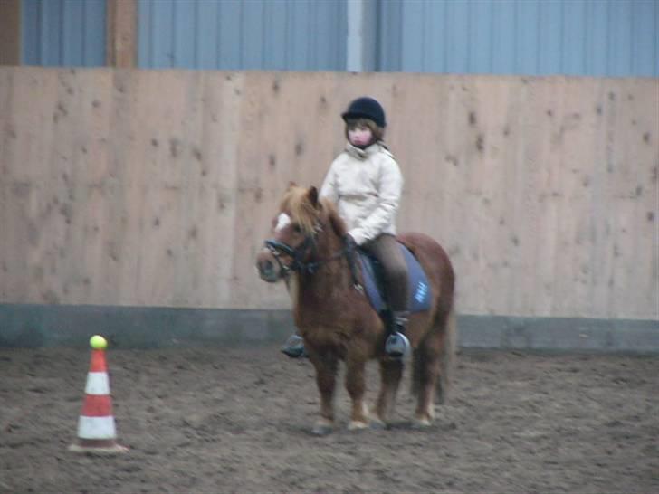 Shetlænder bølle - ponygames dag  billede 16