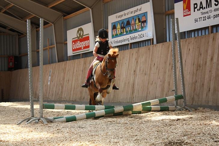 Shetlænder victor - smukke dreng XD billede 5