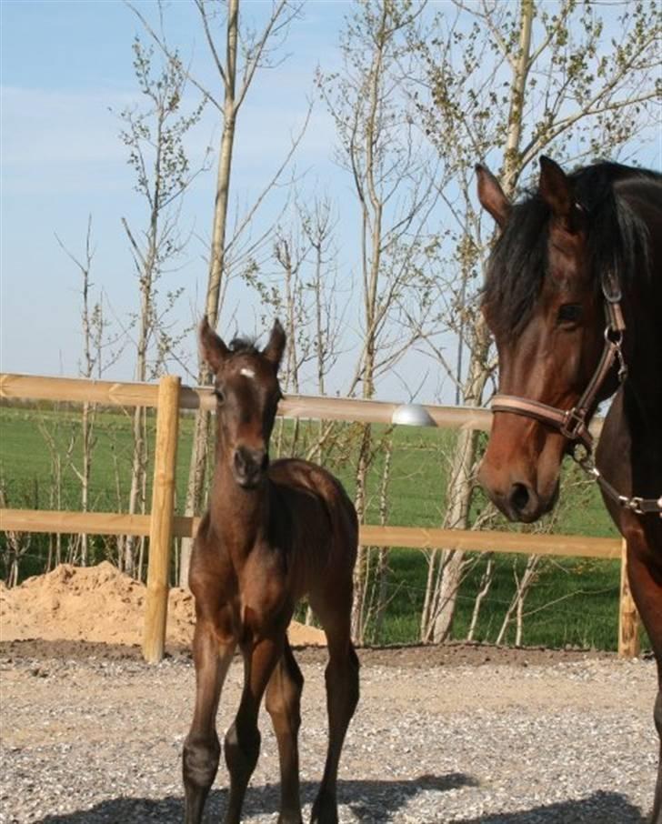 Dansk Varmblod Miss Tuschinna SOLGT - 10 timer gammel billede 2