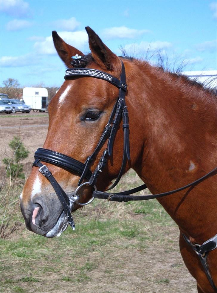 Anden særlig race Prince Star Light *Solgt! /-':* - Snorgaarden stævne April 2010 ©LKB© billede 10