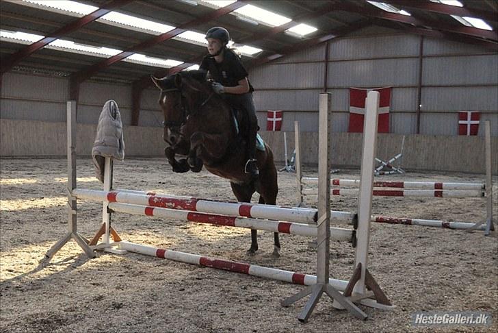 Anden særlig race Prince Star Light *Solgt! /-':* - Trænings weekend hos Jesper Møller d. 11 september 2010 ©LKB© billede 11